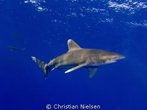 2 of the impressive longimanus. We had 3 of them circling... by Christian Nielsen 